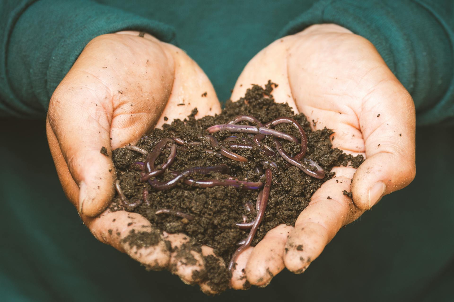A pair of cupped hands holding worms and soil.