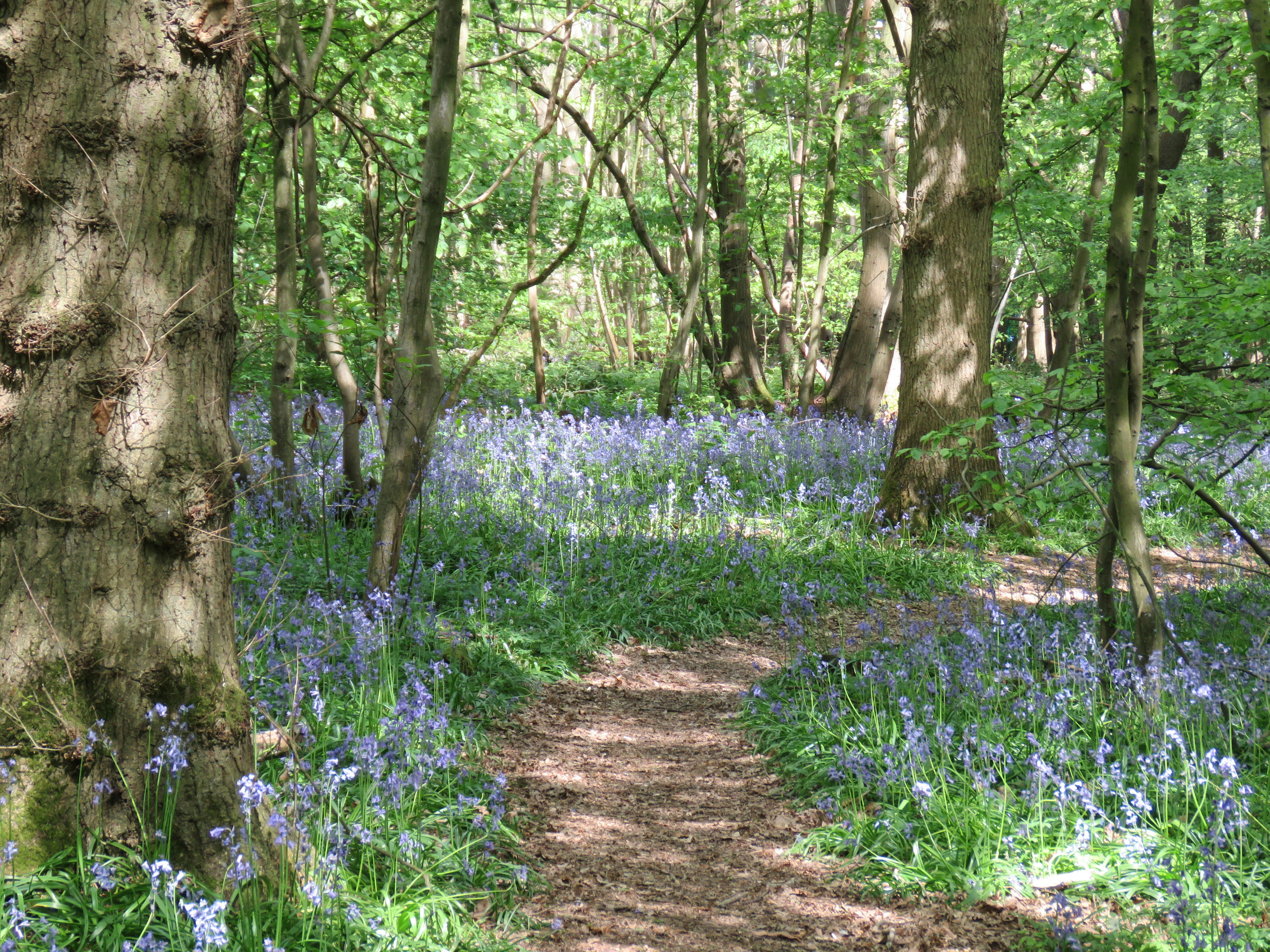 A picture of a forest with bluebells in it.