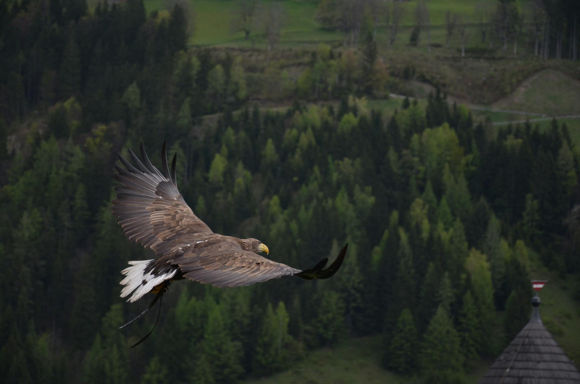 A brown hawk flying over pine trees.