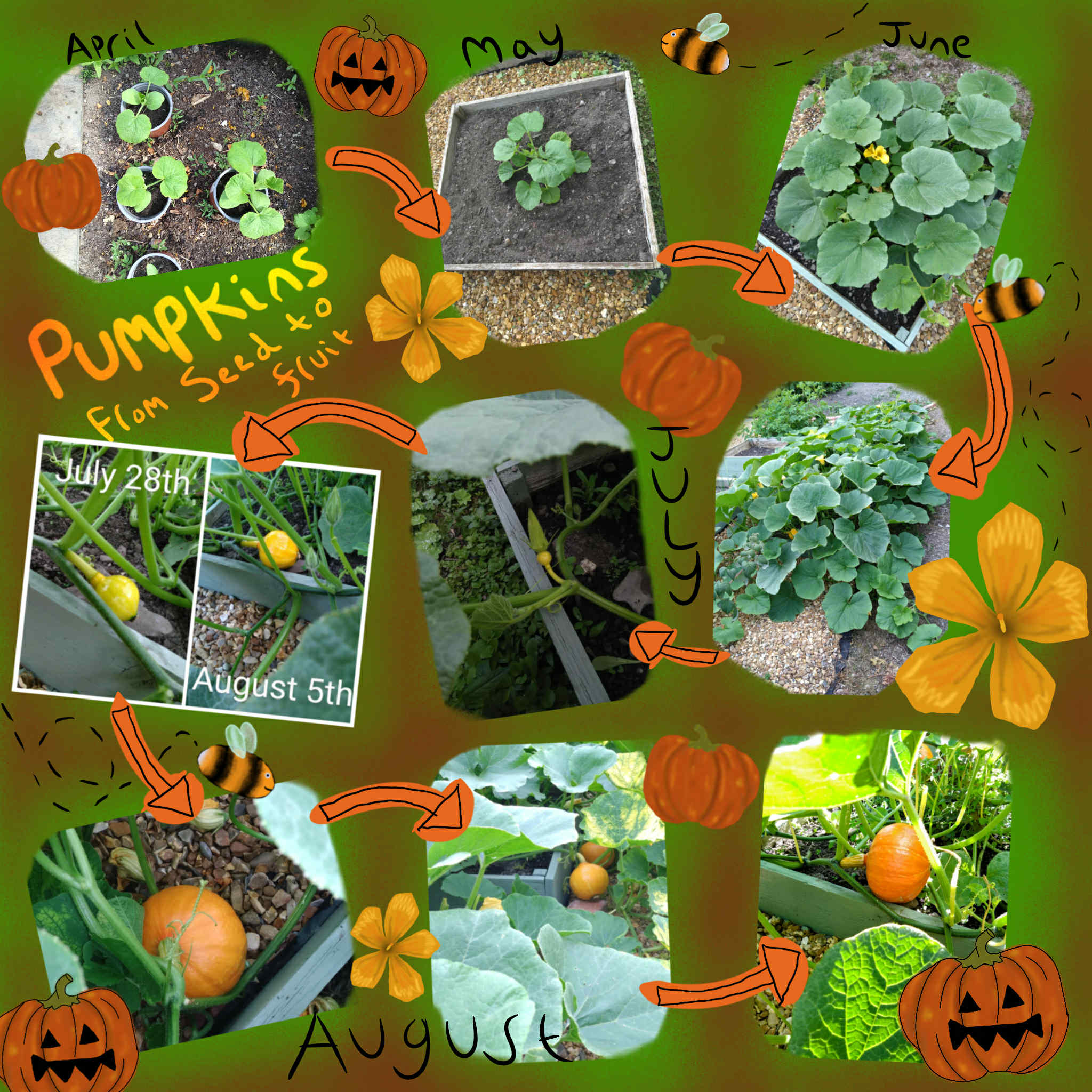 A photo collage of pumpkin seeds growing from April to August.