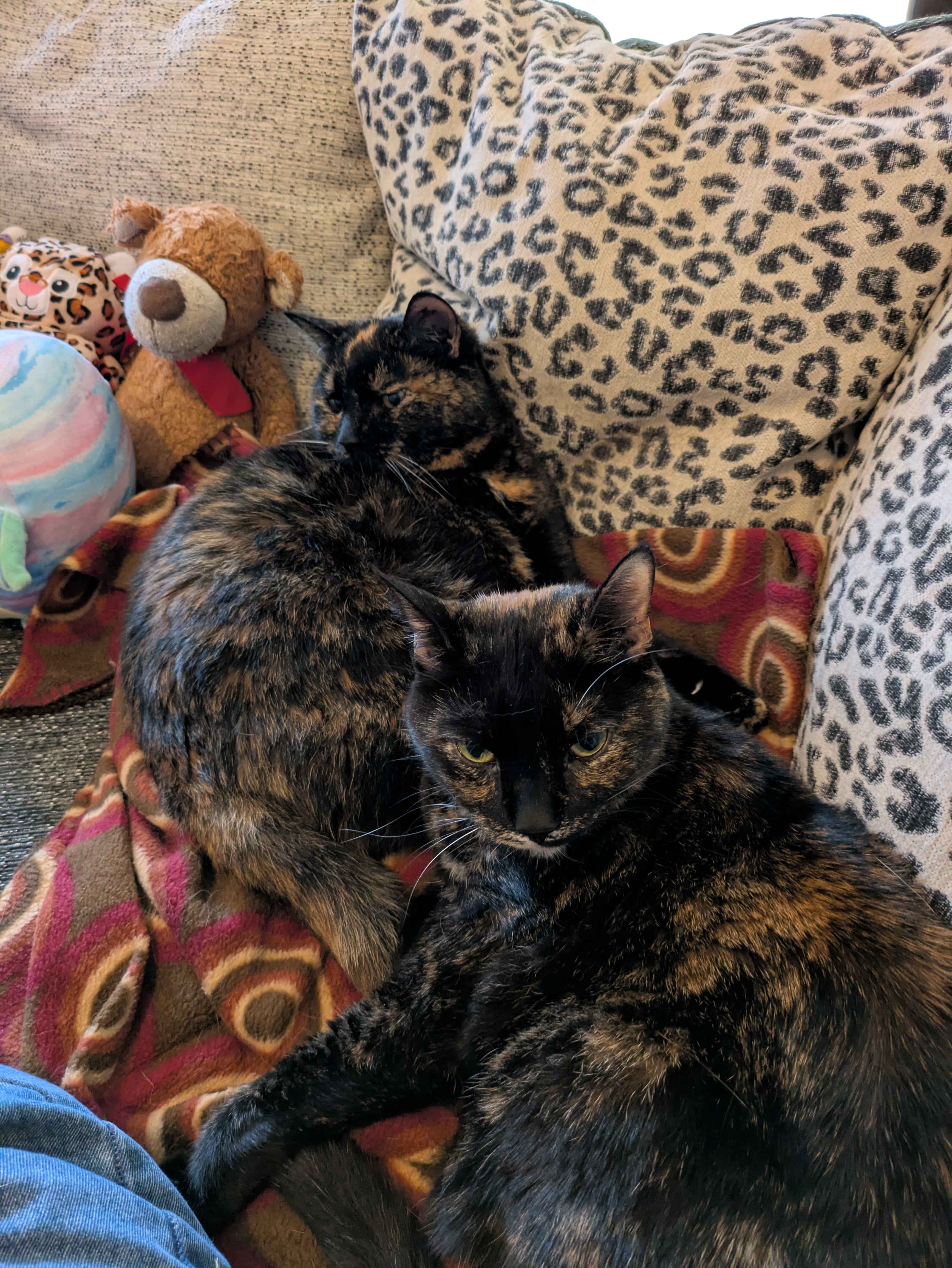 Two cats on a sofa, surrounded by toys.